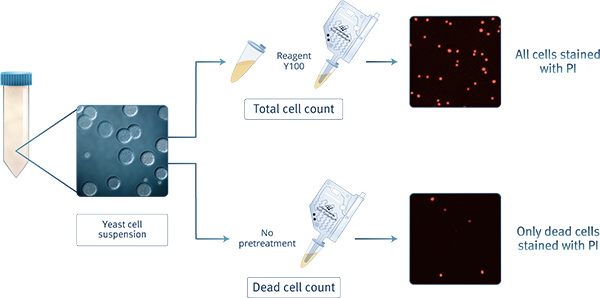 Aggregated Cells YC100